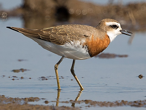 Caspian Plover male